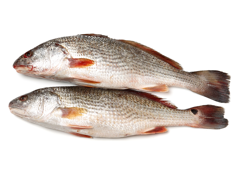 Corvina – Doca Peixe – Comércio E Distribuição De Peixe Fresco